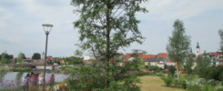 ©: Gartenschau Tirschenreuth: Ein Urweltmammutbaum wird bis zu 50 Meter groß.