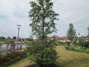 ©: Gartenschau Tirschenreuth: Ein Urweltmammutbaum wird bis zu 50 Meter groß.
